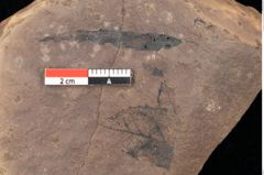 Foto (Detailsansicht) von Quercus palaeoilex Ettingshausen (NHMW-GEO-2024-0188-0839)